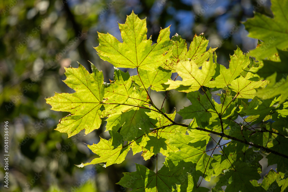 A leafy tree branch with green leaves A leafy tree branch with green leaves