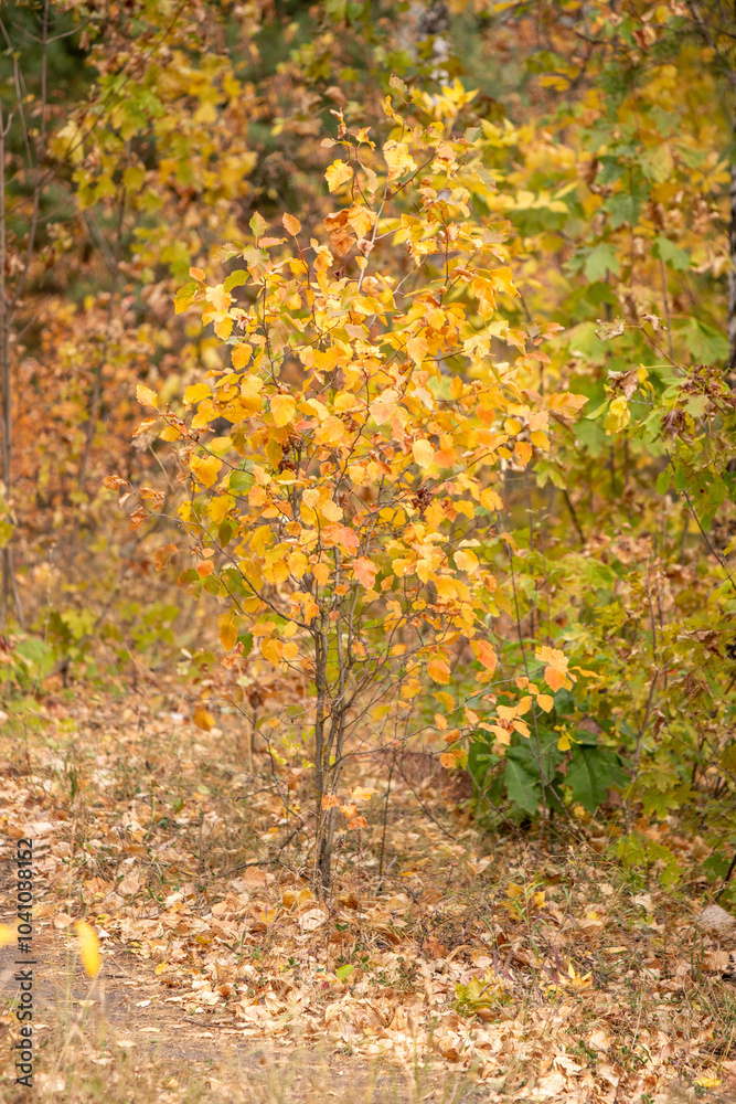 A tree with yellow leaves is in a field A tree with yellow leaves is in a field