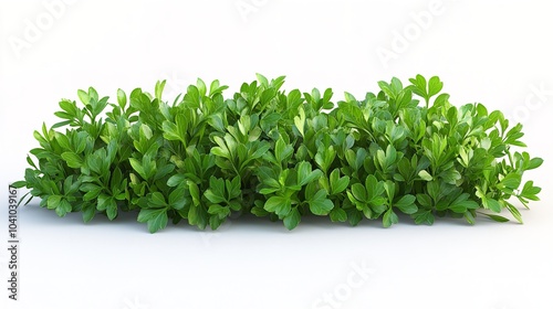 Vibrant green oak leaves against a white background