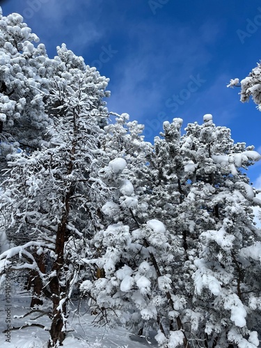 snow covered trees