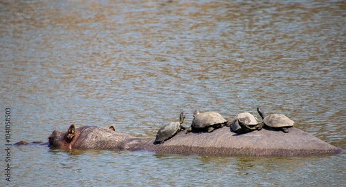 Terrapins on the back of a hippo in a water hole in the Kruger Park in South Africa photo