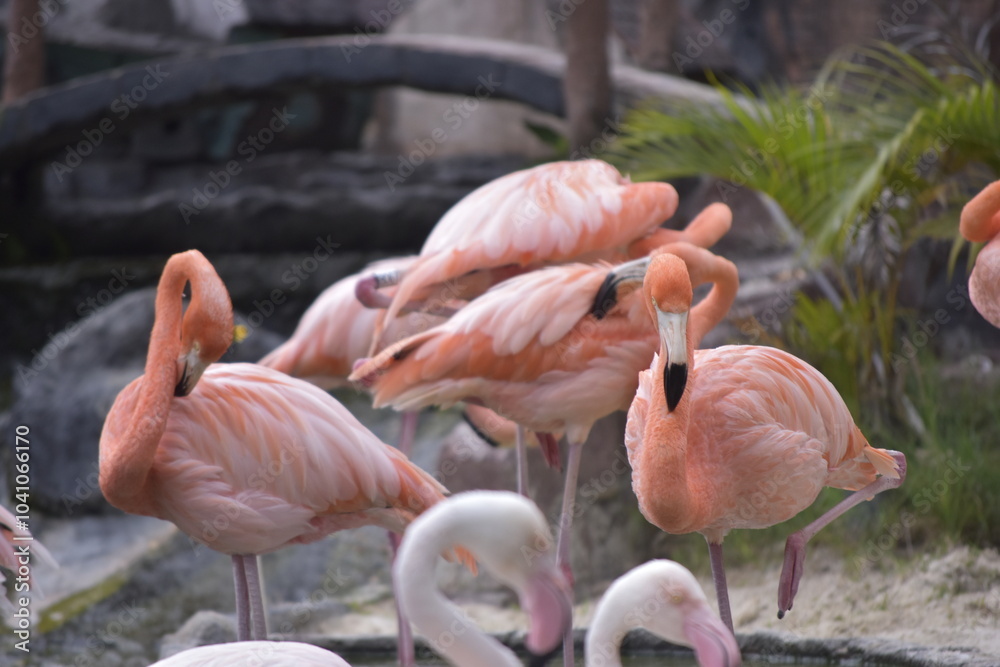 Phoenicopterus is a genus of birds in the flamingo family Phoenicopteridae. American or Caribbean flamingo (Phoenicopterus ruber) foraging in water. Flamingos, Pink flamingos, Birds, Flock, Wildlife. Phoenicopterus is a genus of birds in the flamingo family Phoenicopteridae. American or Caribbean flamingo (Phoenicopterus ruber) foraging in water. Flamingos, Pink flamingos, Birds, Flock, Wildlife.