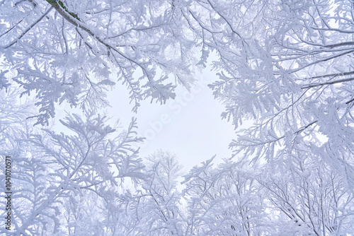 Snowy tree branches in mountain woods, winter sky. Amazing holiday time in forest