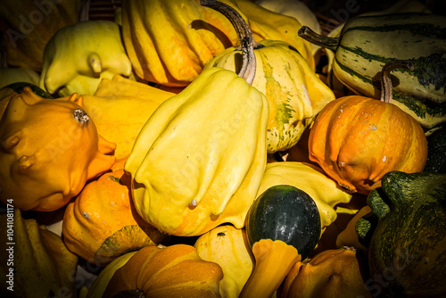 Teufelskrallen shenot, Zierkürbis, Kürbis, Cucurbita pepo, Dekoration, Dekor, Herbst, Herbstfest, Nordwestschweiz, Schweiz photo