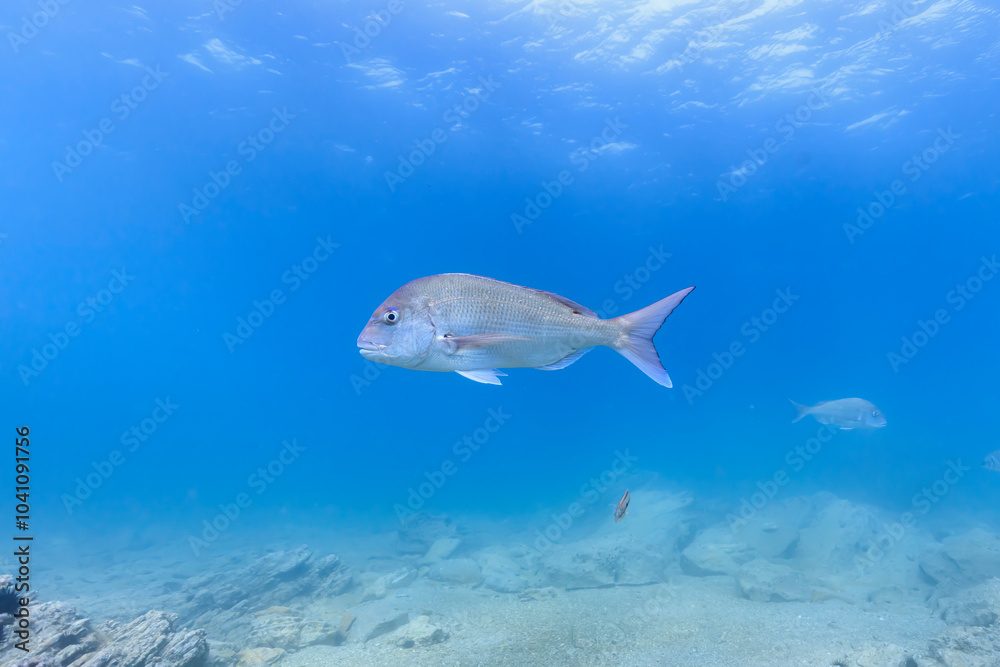 Fototapeta premium Sea creatures that live in Mutsu Bay: red sea bream, Multicolorfin rainbowfish, sea urchin