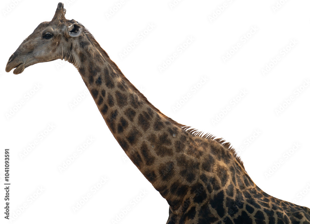 Giraffe im Busch vom Krüger National Park - Kruger Nationalpark Südafrika vorbereitet als png Datei