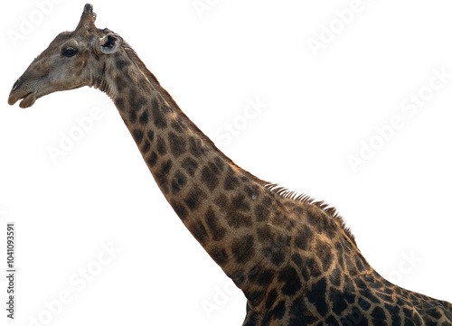 Obraz na płótnie Giraffe im Busch vom Krüger National Park - Kruger Nationalpark Südafrika vorbereitet als png Datei w salonie