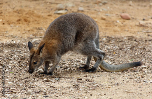 A kangaroo is eating grass in a field photo