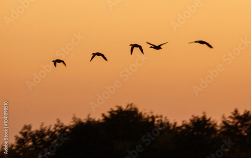 Canvas Print A flock of birds flying in the sky at sunset