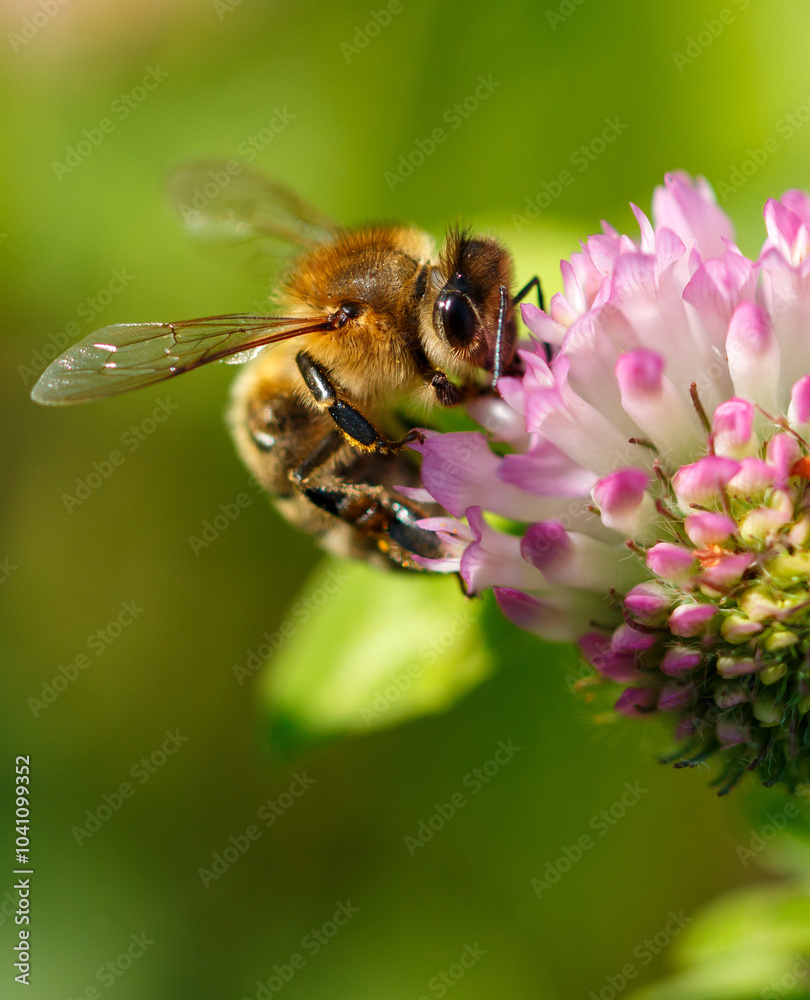Bee on a pink clover flower. Macro Bee on a pink clover flower. Macro