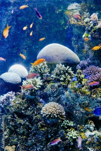 Fototapeta Naklejka Na Ścianę i Meble -  Colorful coral reef and fish