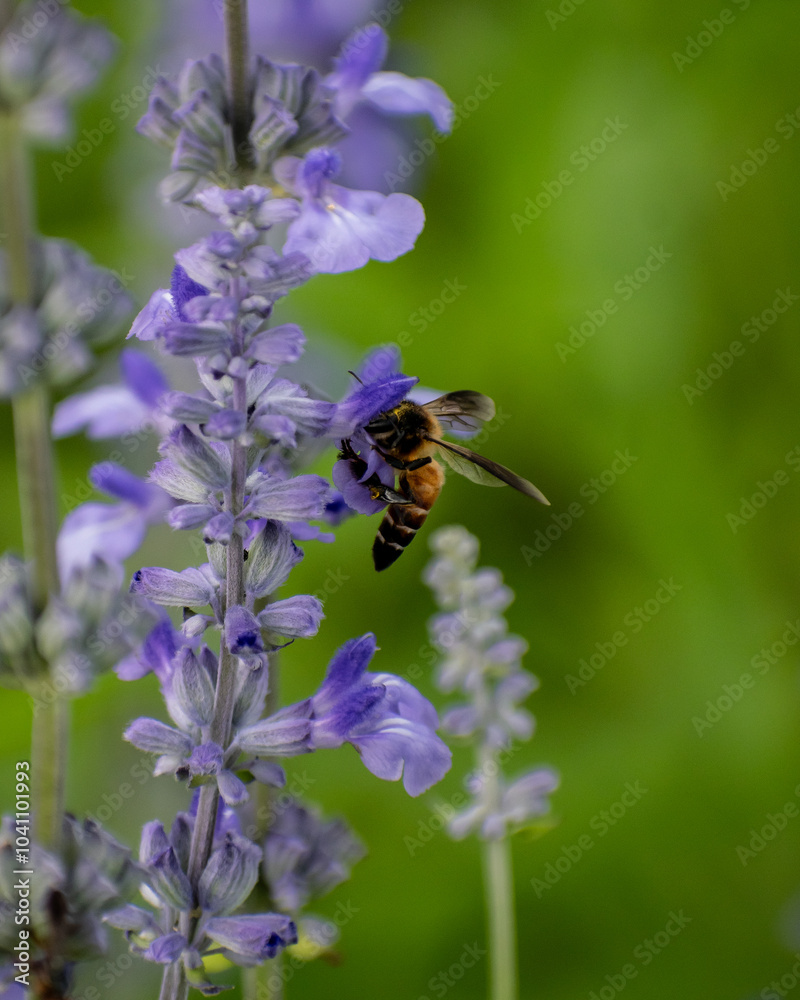 Fototapeta premium bee on lavender