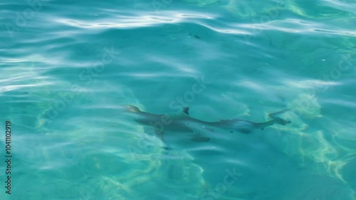 Wallpaper Mural Blacktip reef shark swimming in shallow crystal clear turquoise ocean water on Moorea Island in French Polynesia, South Pacific Torontodigital.ca