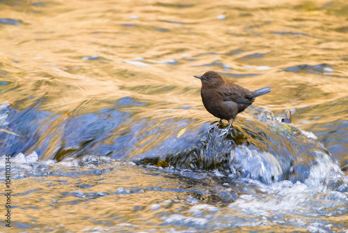 カワガラス photo