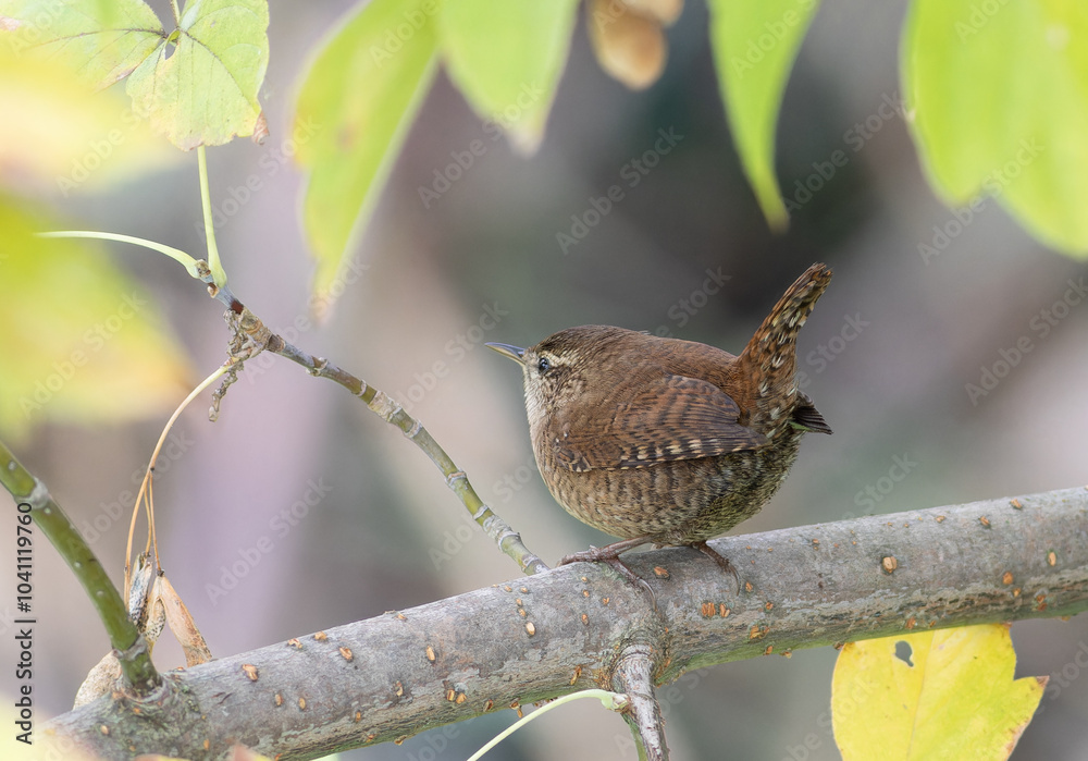 Eurasian wren, Troglodytes troglodytes. A bird sits on a branch with its tail up Eurasian wren, Troglodytes troglodytes. A bird sits on a branch with its tail up