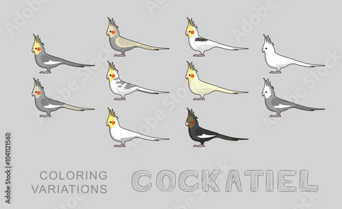 Cockatiel Parrot Talking Birds Coloring Variations Vector Illustration