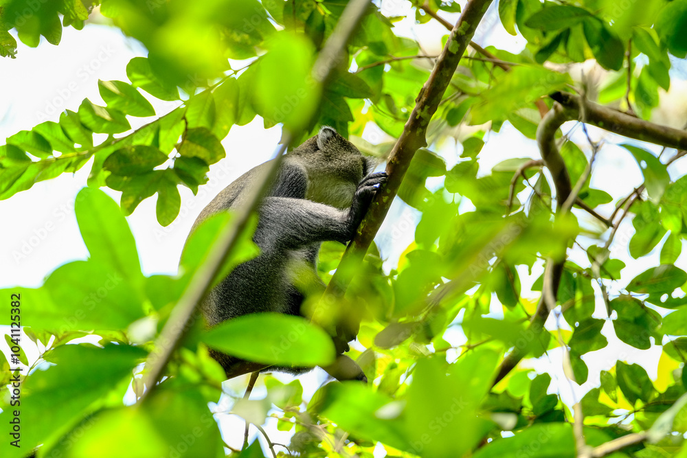 Obraz premium Wild Gray Monkey Living in the Forest Canopy
