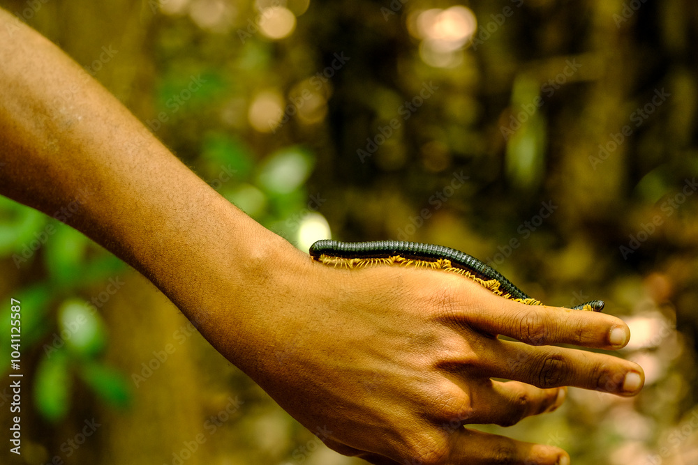 Fototapeta premium Centipede Crawling on Man’s Arm in Tropical Forest