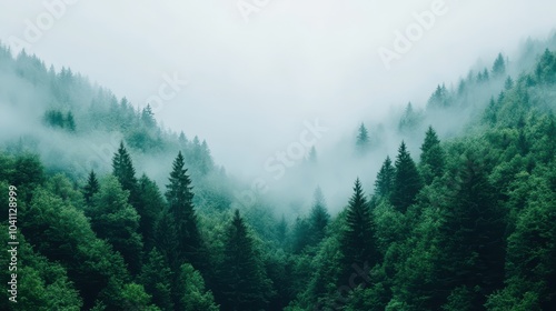 A serene forest landscape shrouded in mist, showcasing towering trees and lush greenery, perfect for nature enthusiasts.