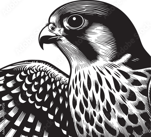 Falco Rufigularis (bat falcon) vector photo