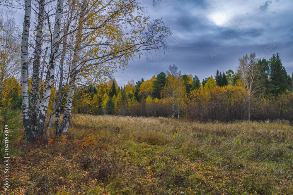 Bright Autumn landscape meadow and forest in the background against the backdrop of a beautiful blue sky and white clouds. Bright Autumn landscape meadow and forest in the background against the backdrop of a beautiful blue sky and white clouds.