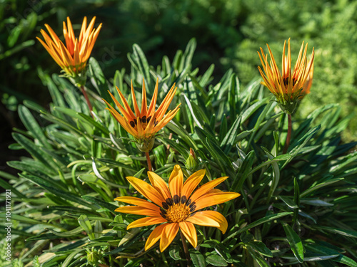 Closeup view of golden yellow orange flowers of gazania linearis blooming in sunlight photo