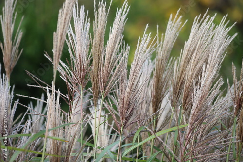 Deciduous ornamental grass, Miscanthus sinensus in garden.