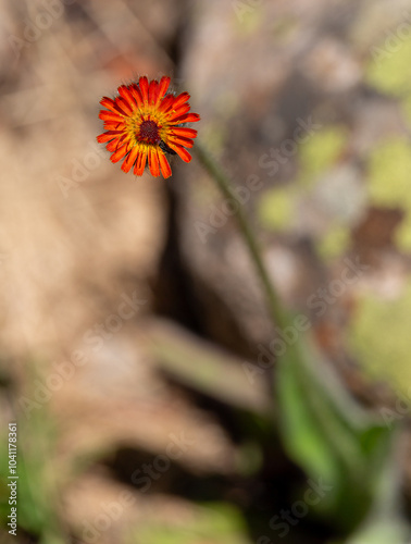 Macrophotographie de fleur sauvage - Epervière orangée - Pilosella aurantiaca photo