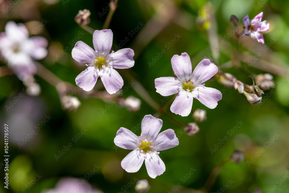 Macrophotographie de fleur sauvage - Gypsophile rampante - Gypsophila repens Macrophotographie de fleur sauvage - Gypsophile rampante - Gypsophila repens