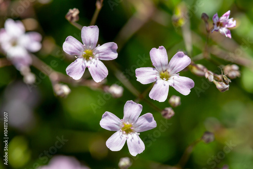 Macrophotographie de fleur sauvage - Gypsophile rampante - Gypsophila repens