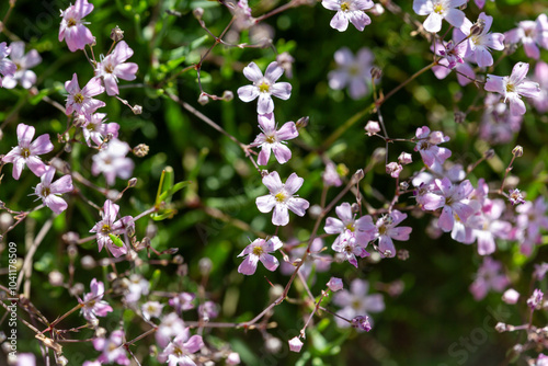 Macrophotographie de fleur sauvage - Gypsophile rampante - Gypsophila repens