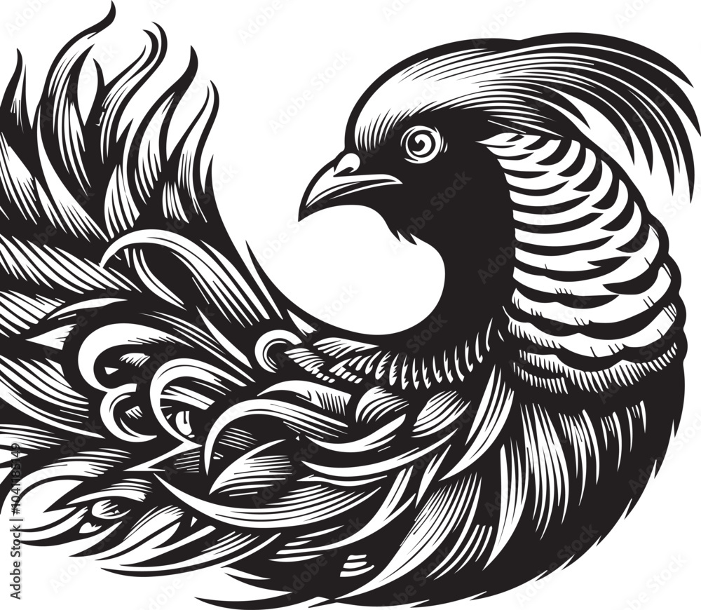 Fototapeta premium Golden pheasant vector