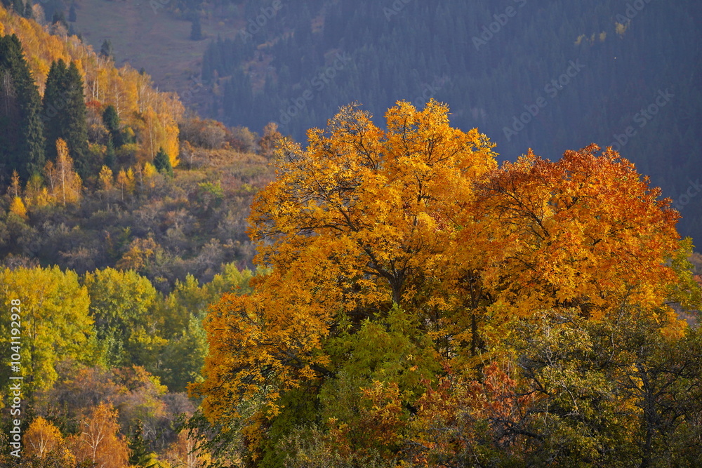 A tree with yellow leaves. Mountainous area. Akbulak Gorge. Autumn. A tree with yellow leaves. Mountainous area. Akbulak Gorge. Autumn.