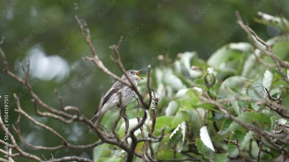 grey streaked flycatcher in a forest grey streaked flycatcher in a forest