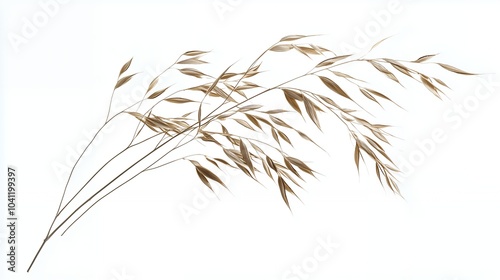 Oat Plant photo