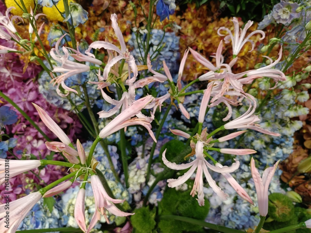 Fototapeta premium The Pale Pink Nerine is an elegant flower with delicate, ribbon-like petals in soft pink hues. A symbol of beauty and grace, it’s perfect for gardens, bouquets, or as a standout ornamental plant.