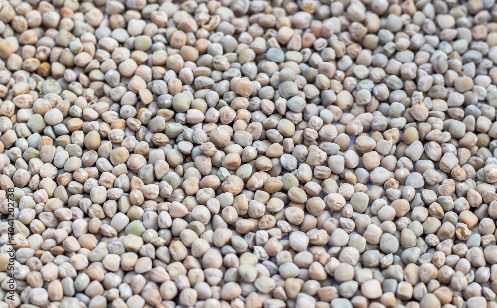 Closeup of Grass Pea or Chickling Pea Seed Background in Horizontal Orientation, Also Known as Indian Pea, Lathyrus Sativus, Cicerchia, Blue Sweet Pea, Chickling Vetch or White Pea Closeup of Grass Pea or Chickling Pea Seed Background in Horizontal Orientation, Also Known as Indian Pea, Lathyrus Sativus, Cicerchia, Blue Sweet Pea, Chickling Vetch or White Pea