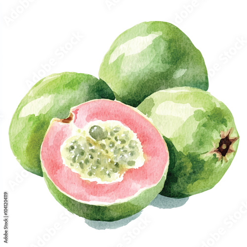 Chilean guava fruit watercolor clipart illustration photo