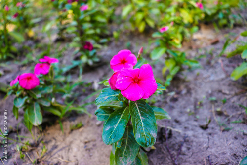 The photo shows a bright garden full of various flowers.