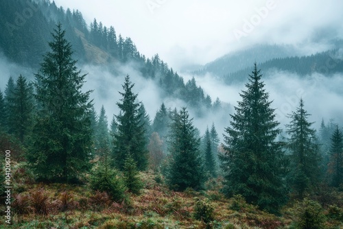 Wallpaper Mural Misty Mountain Forest with Tall Evergreen Trees Torontodigital.ca