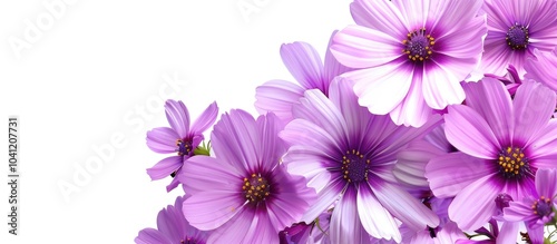 Purple Flower Wallpaper Border Corner Background Isolated On White Background