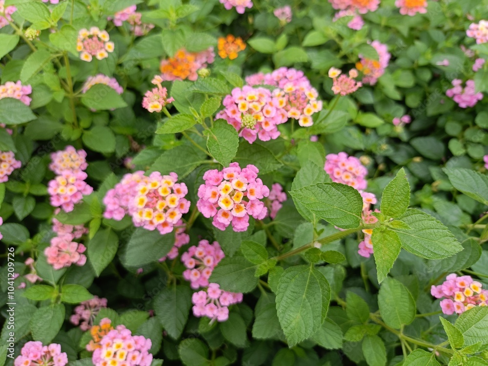 This image showcases a vibrant cluster of Lantana flowers. This image showcases a vibrant cluster of Lantana flowers.