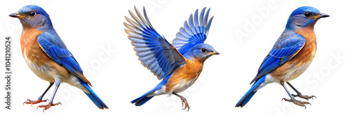 Set of A beautiful bluebird captured in both flight and perched, showcasing its vibrant blue and orange feathers. Perfect for nature and wildlife photography on transparent background