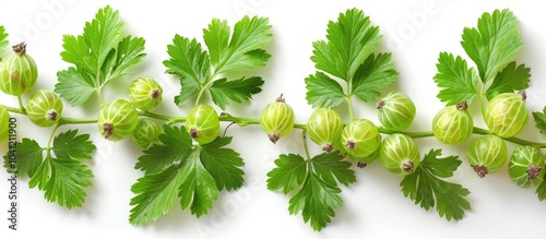 Fresh Gooseberry Leaf Isolated On White