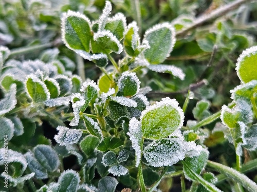 The frost on the leaves forms beautiful ice crystals. Ice crystals on green plants - Hoar frost. Leaf covered with the first snow. Frozen green grass winter background