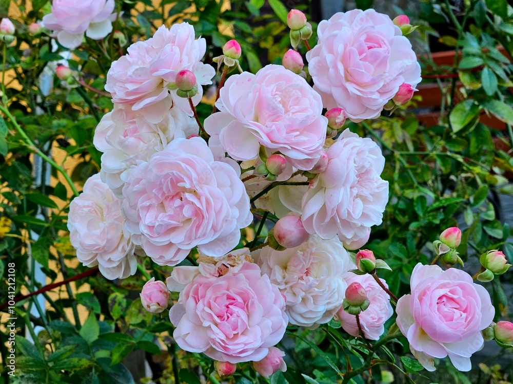 Garden rose Bush with many bright-rose buds. Small bunch of pink roses and buds close up with foliage in the background, beautiful flowers in the garden