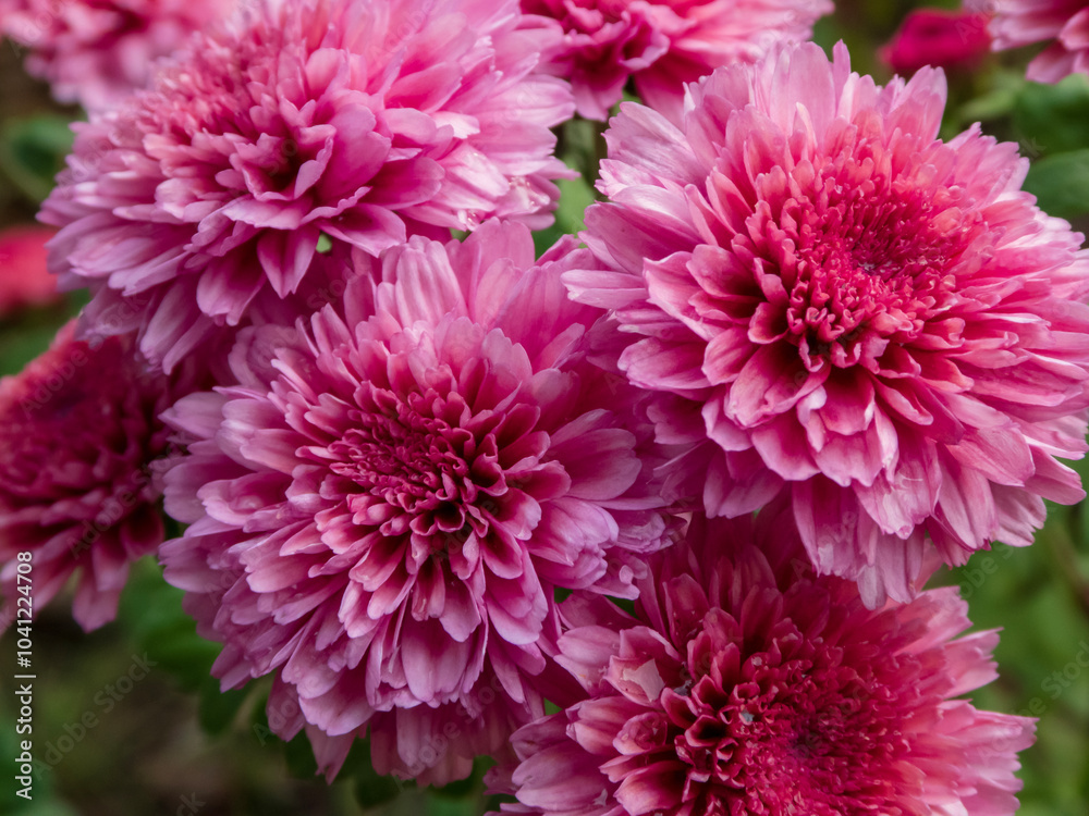 A bush of red chrysanthemums outside A bush of red chrysanthemums outside
