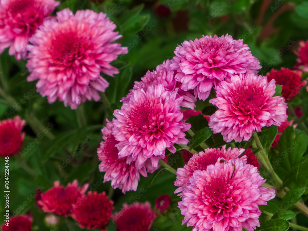 A bush of red chrysanthemums outside