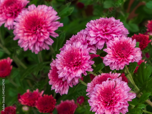 A bush of red chrysanthemums outside