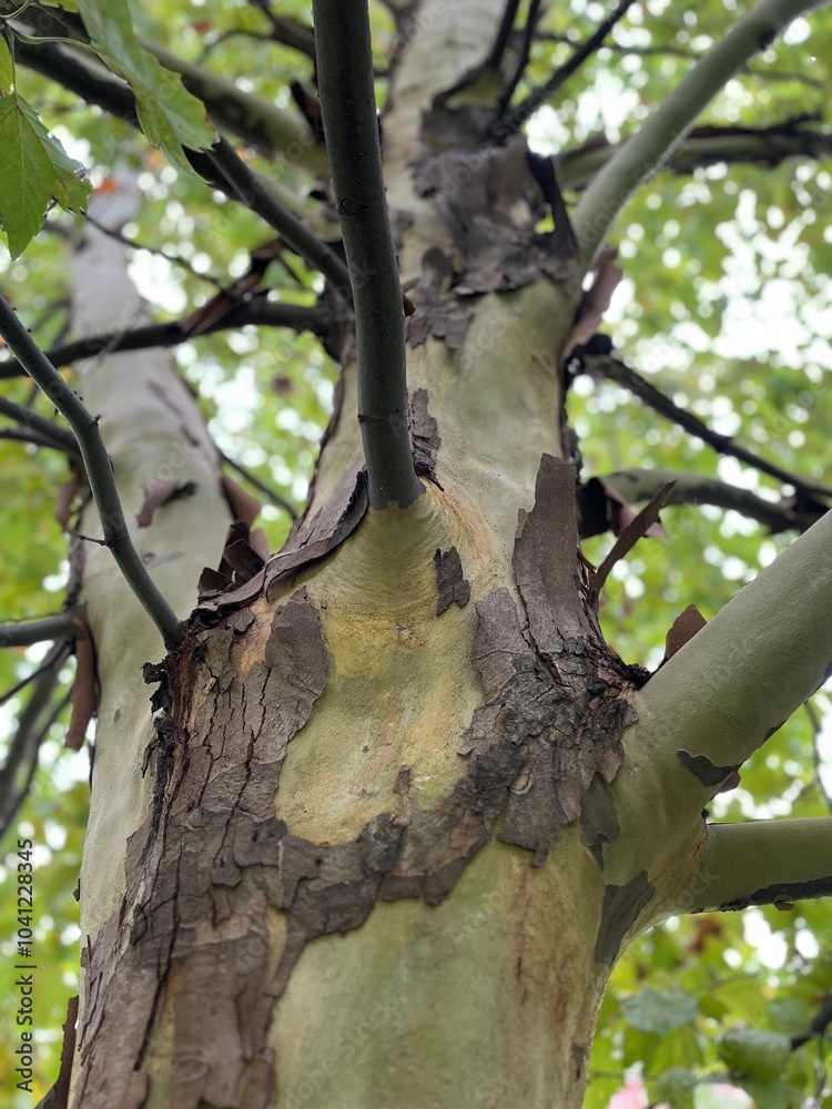 Fototapeta premium Platanus trunk closeup. Plane tree, or sycamore, bark and branches. Platan. Platanus acerifolia